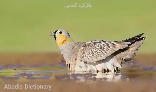 باقرقره گندمی